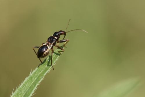 Réf. 236 332 : Himacerus mirmicoides